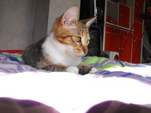 GATIO, Katze, Hauskatze in Bulgarien - Bild 3