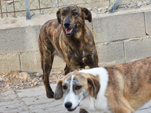 RANA, Hund, Mischlingshund in Büren - Bild 5