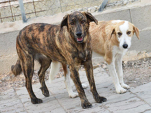 RANA, Hund, Mischlingshund in Büren - Bild 6