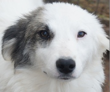 SELMA, Hund, Mischlingshund in Rumänien - Bild 1
