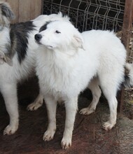 SELMA, Hund, Mischlingshund in Rumänien - Bild 2