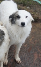 SELMA, Hund, Mischlingshund in Rumänien - Bild 3