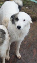 SELMA, Hund, Mischlingshund in Rumänien - Bild 4