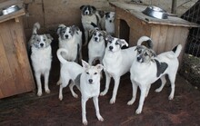 SELMA, Hund, Mischlingshund in Rumänien - Bild 5