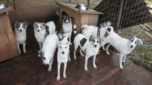SELMA, Hund, Mischlingshund in Rumänien - Bild 6