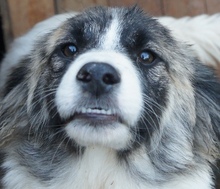 SINATRA, Hund, Mischlingshund in Rumänien - Bild 1