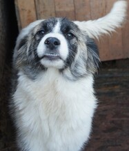 SINATRA, Hund, Mischlingshund in Rumänien - Bild 2