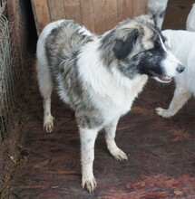 SINATRA, Hund, Mischlingshund in Rumänien - Bild 3