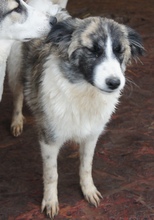 SINATRA, Hund, Mischlingshund in Rumänien - Bild 4