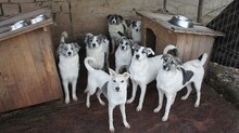 SINATRA, Hund, Mischlingshund in Rumänien - Bild 5