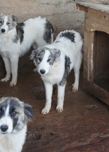 SINATRA, Hund, Mischlingshund in Rumänien - Bild 7