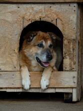 BUNY, Hund, Mischlingshund in Rumänien - Bild 1