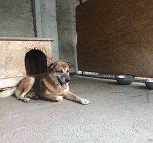 BUNY, Hund, Mischlingshund in Rumänien - Bild 2