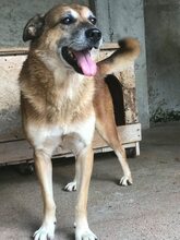 BUNY, Hund, Mischlingshund in Rumänien - Bild 3
