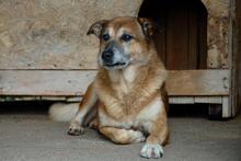 BUNY, Hund, Mischlingshund in Rumänien - Bild 4