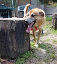 BUNY, Hund, Mischlingshund in Rumänien - Bild 6