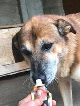 BUNY, Hund, Mischlingshund in Rumänien - Bild 7