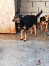 GOE, Hund, Deutscher Schäferhund-Mix in Rumänien - Bild 5