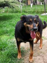 GOE, Hund, Deutscher Schäferhund-Mix in Rumänien - Bild 7
