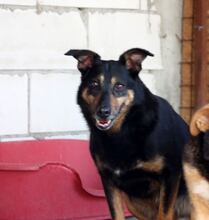 GOE, Hund, Deutscher Schäferhund-Mix in Rumänien - Bild 9