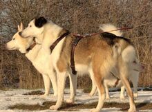 FILIPE, Hund, Mischlingshund in Bad Arolsen - Bild 10
