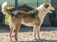 FILIPE, Hund, Mischlingshund in Bad Arolsen - Bild 12