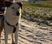 FILIPE, Hund, Mischlingshund in Bad Arolsen - Bild 13