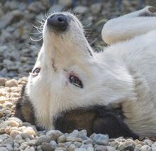 FILIPE, Hund, Mischlingshund in Bad Arolsen - Bild 19