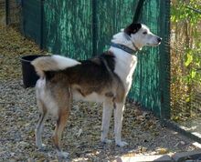 FILIPE, Hund, Mischlingshund in Bad Arolsen - Bild 25