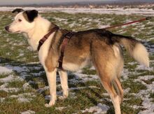 FILIPE, Hund, Mischlingshund in Bad Arolsen - Bild 30