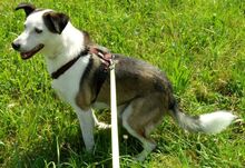 FILIPE, Hund, Mischlingshund in Bad Arolsen - Bild 4