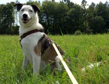 FILIPE, Hund, Mischlingshund in Bad Arolsen - Bild 5