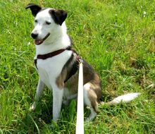 FILIPE, Hund, Mischlingshund in Bad Arolsen - Bild 8
