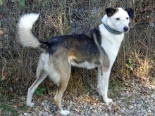 FILIPE, Hund, Mischlingshund in Bad Arolsen - Bild 9
