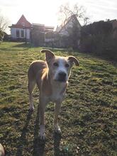 ADDIS, Hund, Mischlingshund in Nienburg - Bild 9