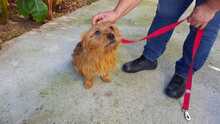 NAPPY, Hund, Yorkshire Terrier-Mix in Spanien - Bild 2