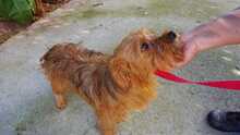 NAPPY, Hund, Yorkshire Terrier-Mix in Spanien - Bild 4