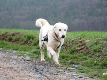ASKA, Hund, Maremmano in Rugendorf - Bild 7