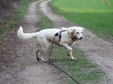 ASKA, Hund, Maremmano in Rugendorf - Bild 8