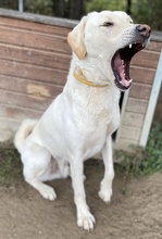 LEGOLAS, Hund, Mischlingshund in Griechenland - Bild 15