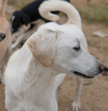 LEGOLAS, Hund, Mischlingshund in Griechenland - Bild 2