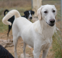 LEGOLAS, Hund, Mischlingshund in Griechenland - Bild 4