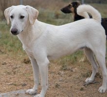 LEGOLAS, Hund, Mischlingshund in Griechenland - Bild 9