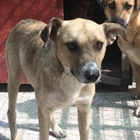 CHIPS, Hund, Mischlingshund in Rumänien - Bild 1