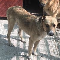 CHIPS, Hund, Mischlingshund in Rumänien - Bild 4