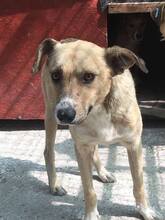CHIPS, Hund, Mischlingshund in Rumänien - Bild 5