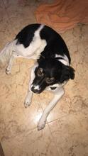 PIKI, Hund, Mischlingshund in Spanien - Bild 12
