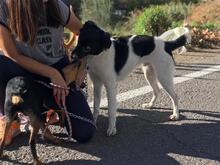 PIKI, Hund, Mischlingshund in Spanien - Bild 16
