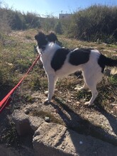 PIKI, Hund, Mischlingshund in Spanien - Bild 5