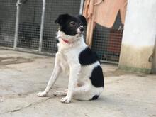 PIKI, Hund, Mischlingshund in Spanien - Bild 7